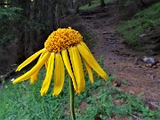 13 Arnica montana